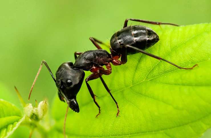 formiche e rischi
