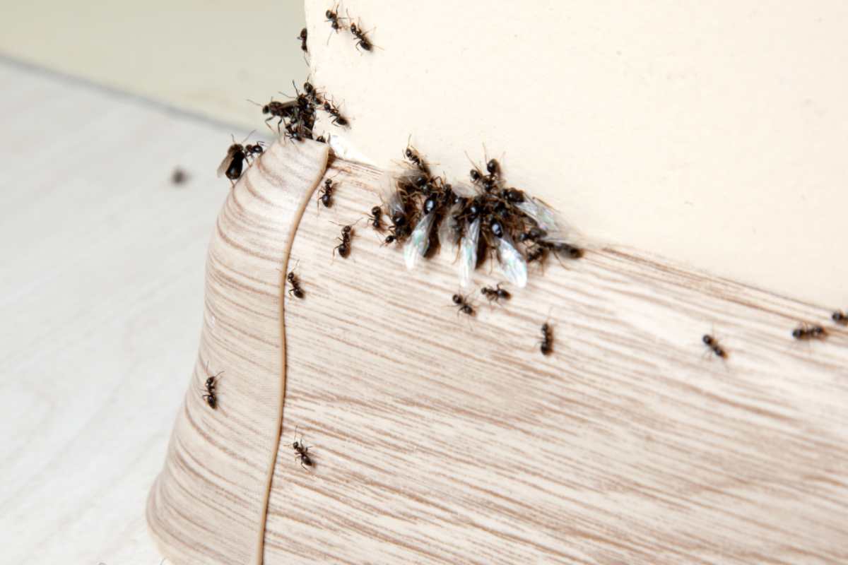 formiche e problemi seri