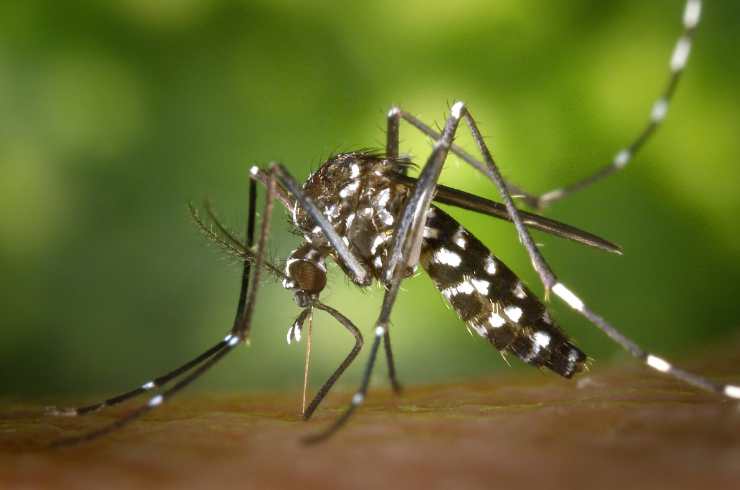 zanzare e rischi
